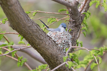 Wall Mural - Blue-gray Gnatcatcher on nest