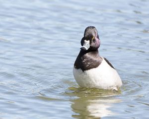 Wall Mural - Ring-necked Duck