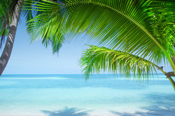 Wall Mural - View of nice tropical beach with some palms