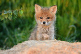 Baby fox