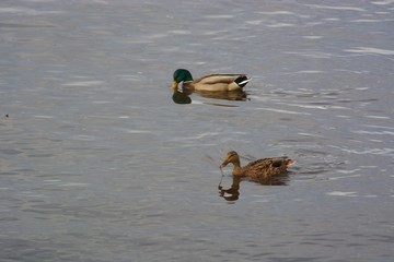 Beautiful colourful two ducks on the river.