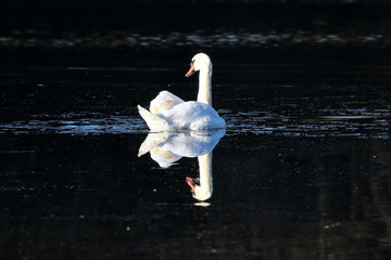 Poster - Swan on the water