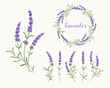 Vector lavender illustration set. Beautiful violet lavender flowers collection. 