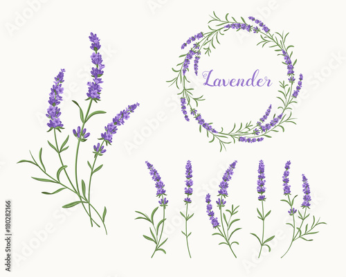 Vector lavender illustration set Canvas Print