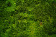 canvas print picture - Natürliches grünes Moos als Hintergrund - Textur