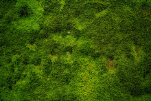 Natürliches Grünes Moos Als Hintergrund - Textur
