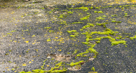 the concrete is covered with green moss