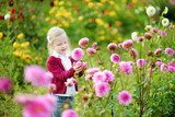 Fototapeta Tulipany - Cute little girl playing in blossoming dahlia field. Child picking fresh flowers in dahlia meadow on sunny summer day.