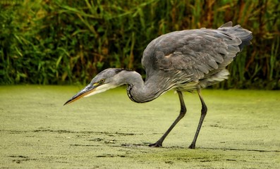 Poster - Grey Heron catching fish