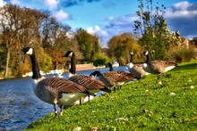 Canada Geese On A River Bank