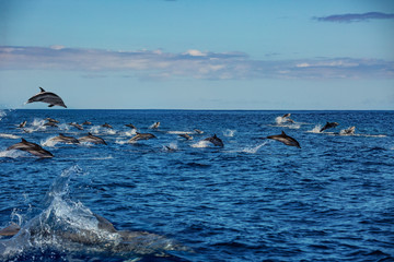 Wall Mural - big pod of wild dolphins