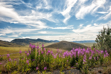 fireweed richardson mountains yukon