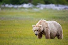 Brown Bear Standing In The Meadow With Drift Wood In The Background In Alaska