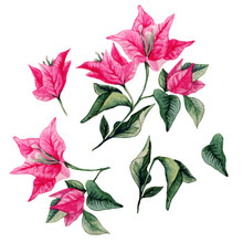 Bougainvillea Flower Bouqet Isolated Clipart. Watercolor Artistic Illustration