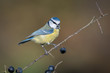 A detailed portrait of a blue tit perched on a blackthorn branch with sloe berries and looking to the right