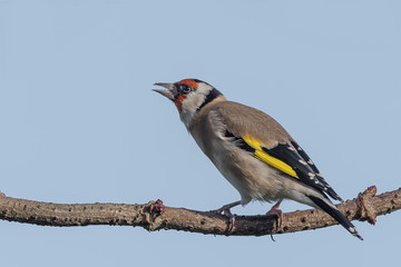 Poster - A mature goldfinch perched on a branch facing left with its beak open warning other birds against a light blue clear sky
