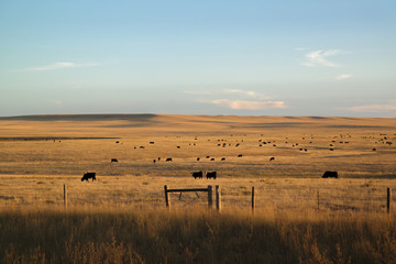 cows in a pasture