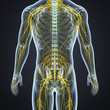 © 7activestudio - Nervous System with Lymph Nodes