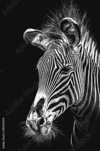 Fotografie, Obraz Photos taken on May 05 2017 at Saint Louis Zoo during Fun with Photography
