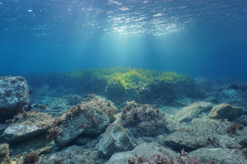 Wall Mural - Underwater rocks and seagrass on the seabed with natural sunlight through water surface, Mediterranean sea, Costa Brava, Spain