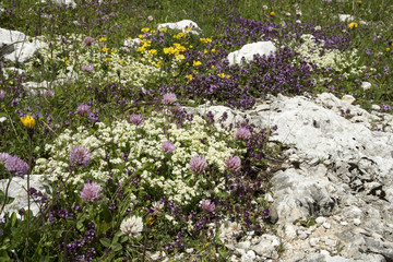 Wall Mural - Thymus, Galium, Trifolium