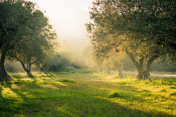 Dreamy forest