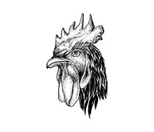 Hand Drawn Rooster Head Illustration 