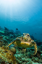 Loggerhead Turtle Swimming Over A Coral Reef With Sun Rays