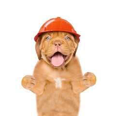 Poster - Funny puppy in hard hat. Isolated on white background