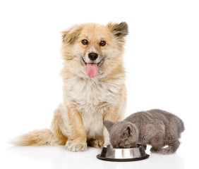 Wall Mural - Mixed breed dog and kitten eating together. isolated on white background