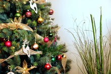 Beautifully Decorated Christmas Tree With Red Gold And Green Baubles And Decorations, With Bamboo Plant