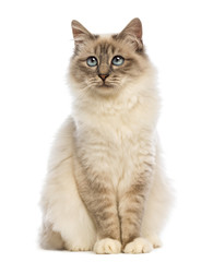 birman sitting and looking up against white background