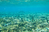 Fototapeta Do akwarium - Rafa koralowa