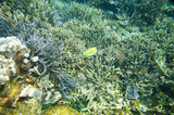 Fototapeta  - Rafa koralowa