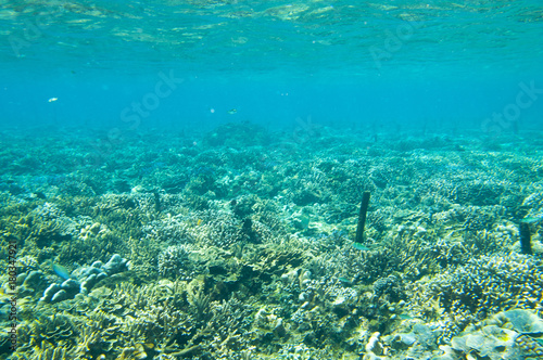 Zdjęcie XXL Rafa koralowa