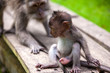 A funny baby macaque with a penis sits on wooden boards and looks toward mom. Cute monkeys lives in Ubud Monkey Forest, Bali, Indonesia.