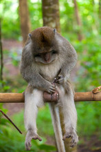 Macaque Sits On A Branch And Pulls The Penis. Cute Monkeys Lives In Ubud Monkey Forest, Bali, Indonesia.
