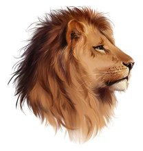 The Head Of A  Lion Watercolor Painting