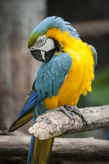 Macaw / macaw blue yellow green white