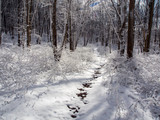 Fototapeta Krajobraz - Trail Through Woods in Winter, Trail Thawing