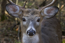 White-tailed Deer Buck Closeup In Autumn In Canada