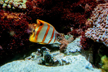 Colorful tropical fishes and coralls underwater in the aquarium