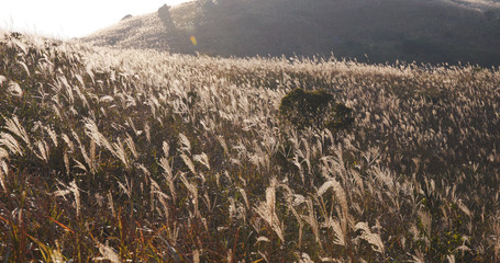 Wall Mural - Slivergrass on mountain