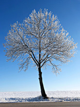 Frozen Tree With Blue Sky On Background