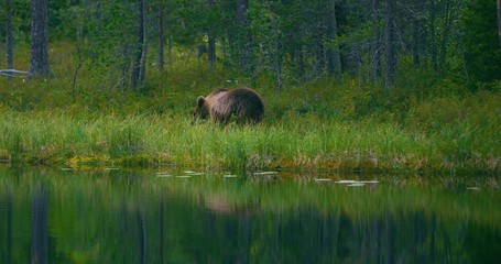 Wall Mural - wild young brown bear walking in the forest looking for food