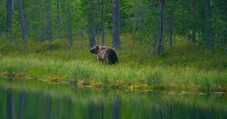 Wall Mural - wild young brown bear walking in the forest looking for food