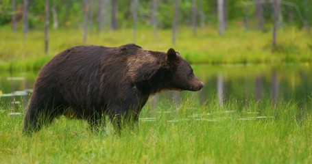 Wall Mural - big adult brown bear walking and running free in the forest