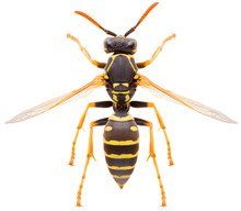 Yellow Striped Paper Wasp Polistes Nimpha Isolated On White Background, Dorsal View Of Eusocial Vespid Wasp Or Umbrella Wasp