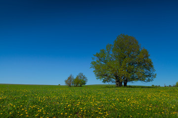 Wall Mural - Green tree on a meadow with green grass and clear blue sky