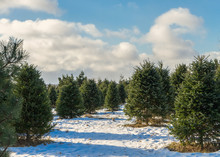 Christmas Tree Farm In Rural America.
